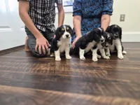 Pepper , a female Collie and Cocker Spaniel for sale in Amherst, VA – 9 of 9