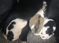 Bunny , a female Pomeranian for sale in King William, VA – Photo 3 of 3