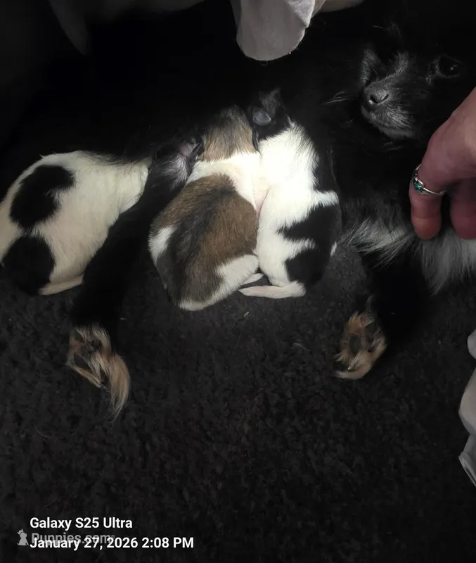 Bunny  – Pomeranian puppy for sale in King William, VA