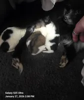 Bunny , a female Pomeranian for sale in King William, VA – Photo 1 of 3