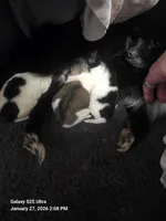 Reo, a male Pomeranian for sale in King William, VA – Photo 3 of 3