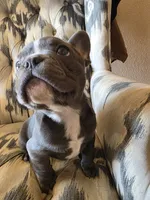 Baby Koda, a female French Bulldog for sale in Cortez, CO – Photo 4 of 8