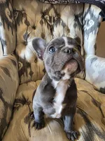 Baby Koda, a female French Bulldog for sale in Cortez, CO – Photo 2 of 8