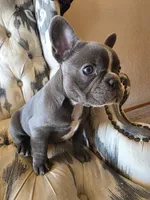 Baby Koda, a female French Bulldog for sale in Cortez, CO – Photo 5 of 8