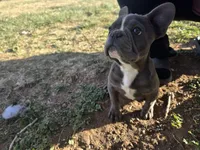 Baby Koda, a female French Bulldog for sale in Cortez, CO – Photo 6 of 8