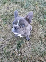 Baby Koda, a female French Bulldog for sale in Cortez, CO – Photo 2 of 8