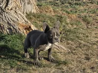 Baby Koda, a female French Bulldog for sale in Cortez, CO – Photo 4 of 8