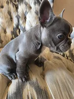 Baby Koda, a female French Bulldog for sale in Cortez, CO – Photo 1 of 8