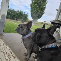 Baby Koda, a female French Bulldog for sale in Cortez, CO – Photo 8 of 8