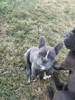 Baby Koda, a female French Bulldog for sale in Cortez, CO – Photo 3 of 8