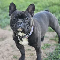 Baby Koda, a female French Bulldog for sale in Cortez, CO – Photo 7 of 8