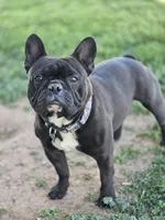Baby Koda, a female French Bulldog for sale in Cortez, CO – Photo 7 of 8