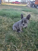 Baby Koda, a female French Bulldog for sale in Cortez, CO – Photo 1 of 8