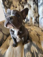 Baby Koda, a female French Bulldog for sale in Cortez, CO – Photo 3 of 8