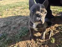 Baby Koda, a female French Bulldog for sale in Cortez, CO – Photo 5 of 8