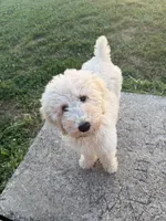 Miles, a male Poodle - Standard  for sale in Lanesville, IN – 1 of 3