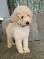 Miles, a male Poodle - Standard  for sale in Lanesville, IN – 2 of 3