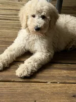 Miles, a male Poodle - Standard  for sale in Lanesville, IN – 3 of 3