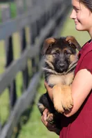 Chloe, a female German Shepherd Dog for sale in Montezuma, GA – 5 of 10
