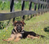 Chloe, a female German Shepherd Dog for sale in Montezuma, GA – 2 of 10