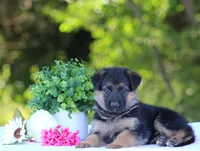 Cassie, a female German Shepherd Dog for sale in Montezuma, GA – Photo 2 of 8