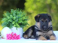 Cassie, a female German Shepherd Dog for sale in Montezuma, GA – Photo 3 of 8