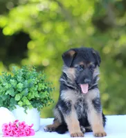 Cassie, a female German Shepherd Dog for sale in Montezuma, GA – Photo 1 of 8