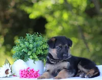 Cassie, a female German Shepherd Dog for sale in Montezuma, GA – Photo 4 of 8