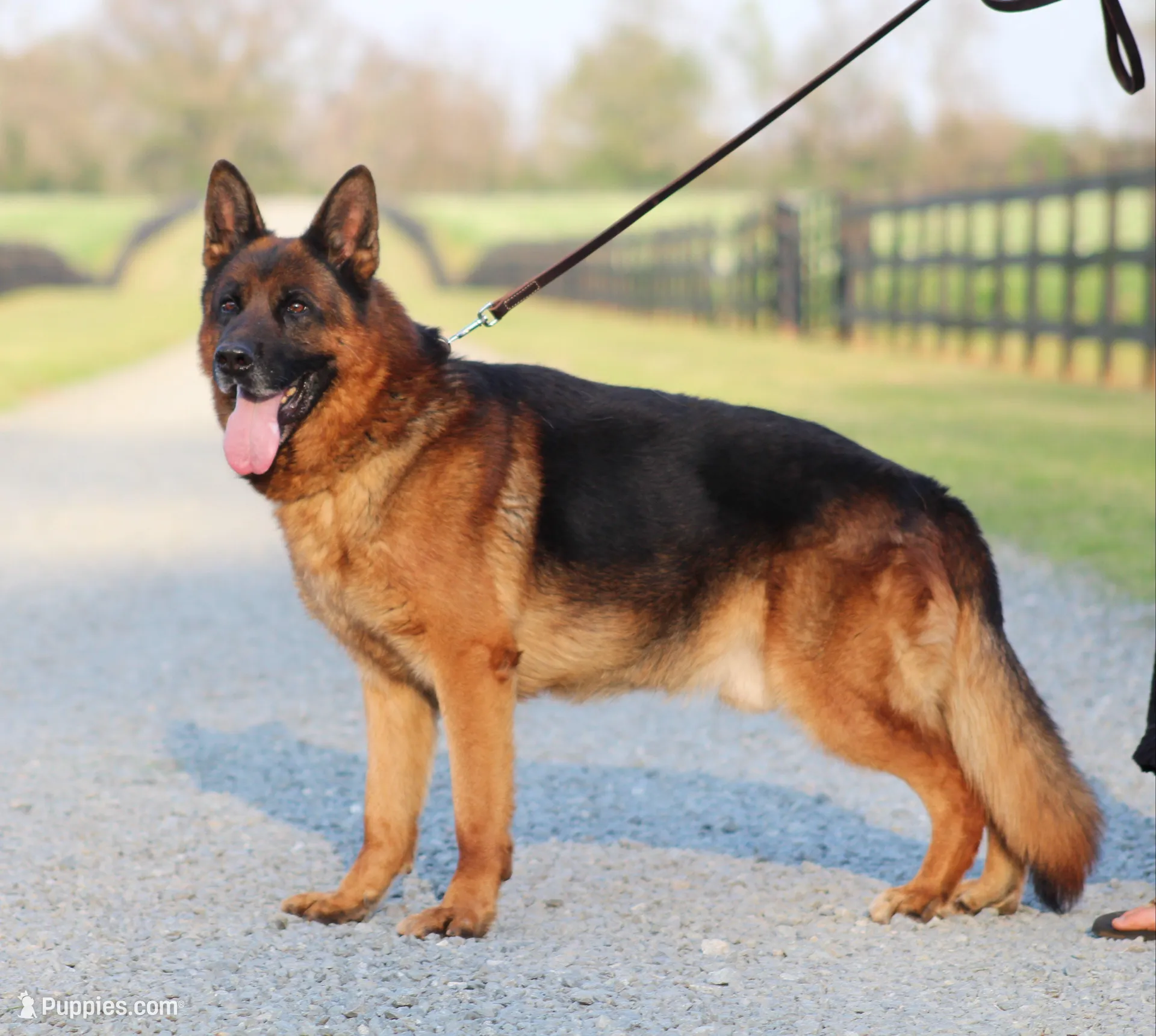 Captain, a male German Shepherd Dog for sale in Montezuma, GA – Photo 9 of 10