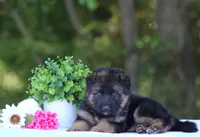 Chief, a male German Shepherd Dog for sale in Montezuma, GA – Photo 5 of 10