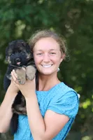 Chief, a male German Shepherd Dog for sale in Montezuma, GA – Photo 6 of 10