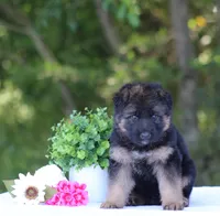Chief, a male German Shepherd Dog for sale in Montezuma, GA – Photo 7 of 10
