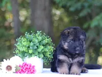 Chief, a male German Shepherd Dog for sale in Montezuma, GA – Photo 4 of 10