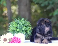 Chief, a male German Shepherd Dog for sale in Montezuma, GA – Photo 8 of 10