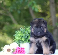 Chief, a male German Shepherd Dog for sale in Montezuma, GA – Photo 3 of 10