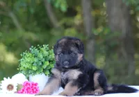 Chief, a male German Shepherd Dog for sale in Montezuma, GA – Photo 2 of 10