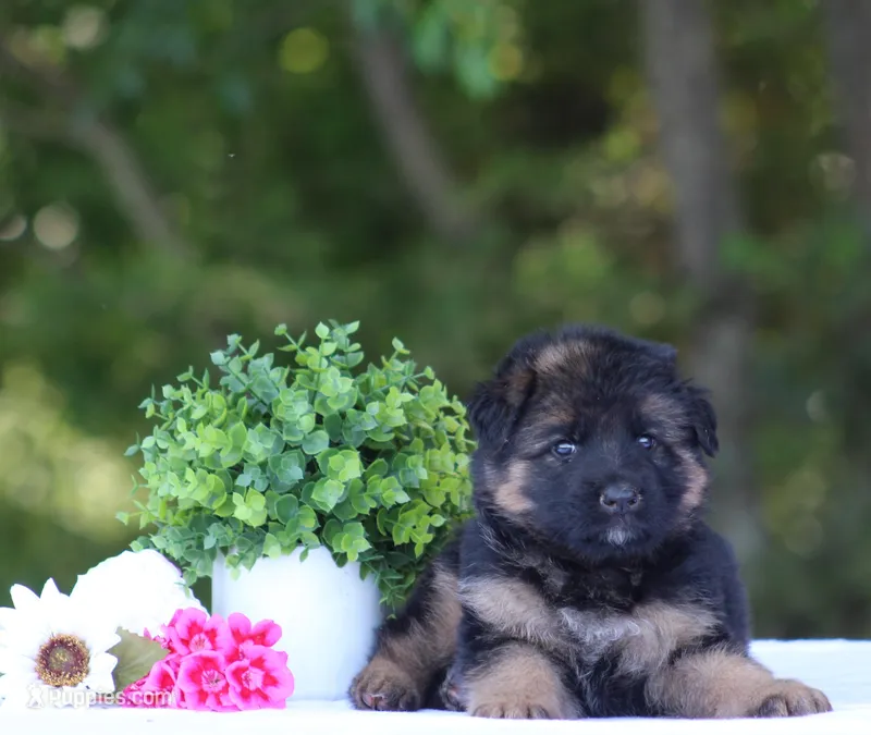 Chief – German Shepherd Dog puppy for sale in Montezuma, GA