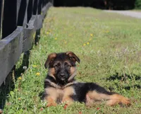 Chloe, a female German Shepherd Dog for sale in Montezuma, GA – 4 of 10