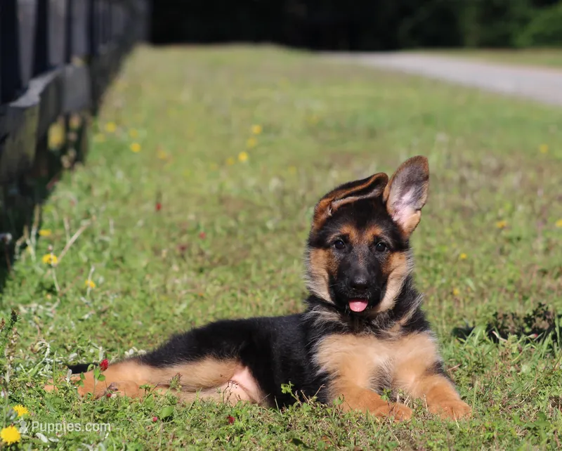 Celeste – German Shepherd Dog puppy for sale in Montezuma, GA