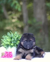 Cowboy, a male German Shepherd Dog for sale in Montezuma, GA – Photo 6 of 10