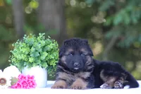 Cowboy, a male German Shepherd Dog for sale in Montezuma, GA – Photo 3 of 10