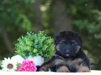 Cowboy, a male German Shepherd Dog for sale in Montezuma, GA – Photo 4 of 10