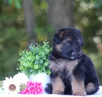 Cowboy, a male German Shepherd Dog for sale in Montezuma, GA – Photo 7 of 10