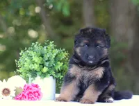 Cowboy, a male German Shepherd Dog for sale in Montezuma, GA – Photo 2 of 10