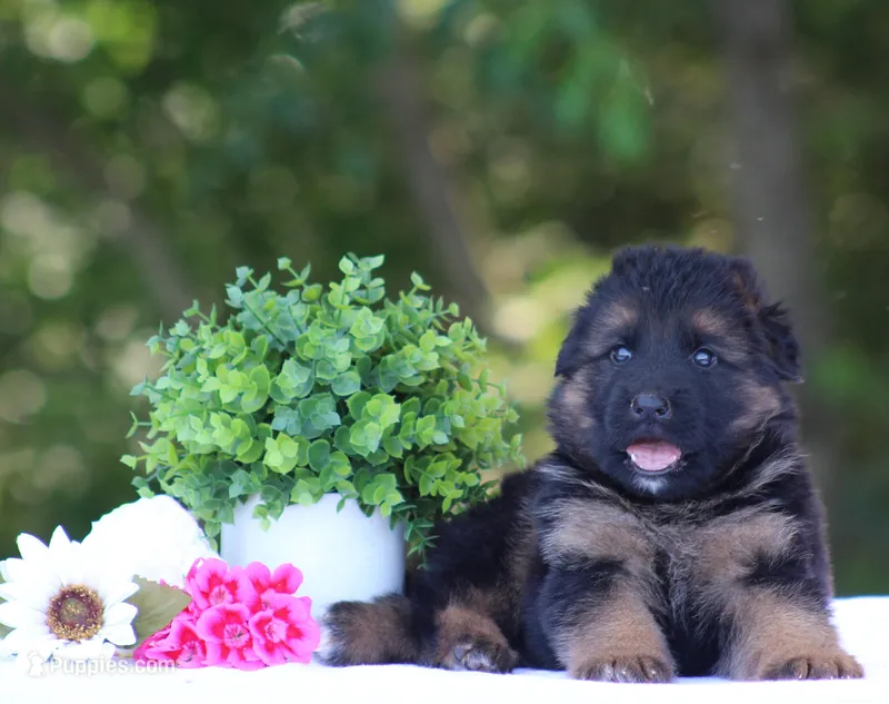 Cowboy – German Shepherd Dog puppy for sale in Montezuma, GA