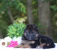 Cowboy, a male German Shepherd Dog for sale in Montezuma, GA – Photo 5 of 10