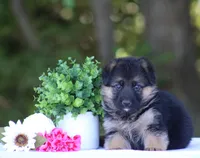 Chloe, a female German Shepherd Dog for sale in Montezuma, GA – Photo 5 of 8