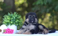 Chloe, a female German Shepherd Dog for sale in Montezuma, GA – Photo 3 of 8