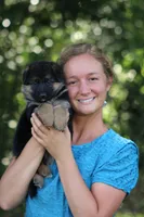 Chloe, a female German Shepherd Dog for sale in Montezuma, GA – Photo 6 of 8