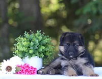 Chloe, a female German Shepherd Dog for sale in Montezuma, GA – Photo 4 of 8